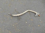 Mopar 426 Hemi Factory Oil Dipstick Tube 1967 Gtx Coronet Rt Charger Road Runner. Fixed Price $150.00.