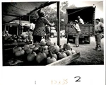 LD412 1982 Original Photo Migrant Farm Workers Daisy Chain Pumpkins Off Truck. Fixed Price $20.00.