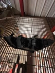 Passenger Headlight Sedan Xenon Hid Without Adaptive Fits 17-18 Elantra 1018154. Fixed Price $739.99.